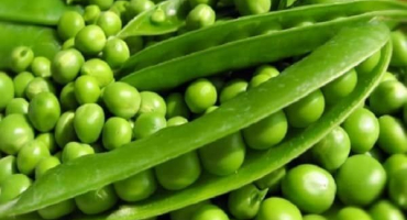 Kdy sklízet hrách na zrno a jak to udělat správně